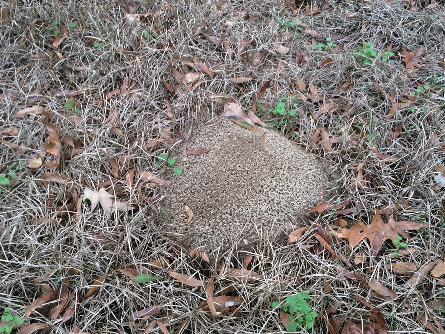 Casual Survey of Three Acres of Land Reveals 120 Fire Ant Colonies - Another