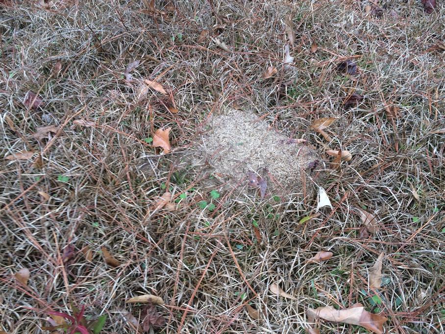 Casual Survey of Three Acres of Land Reveals 120 Fire Ant Colonies - Another