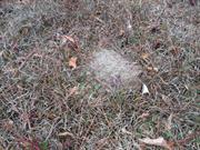 casual survey of three acres of land reveals 120 fire ant colonies - Another