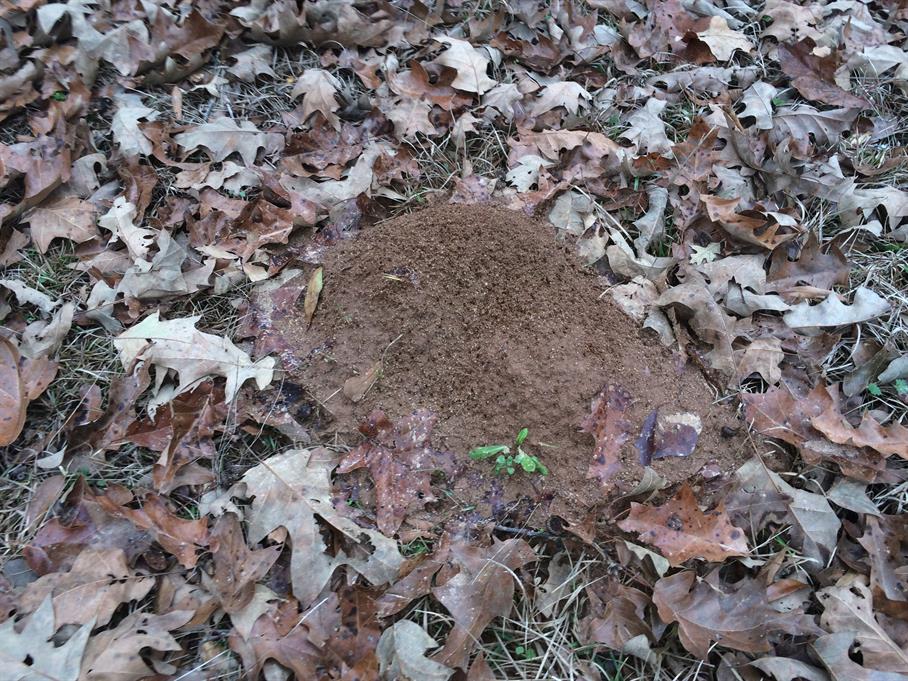 Casual Survey of Three Acres of Land Reveals 120 Fire Ant Colonies - Another