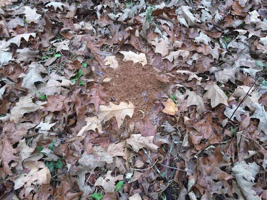 Casual Survey of Three Acres of Land Reveals 120 Fire Ant Colonies - Another