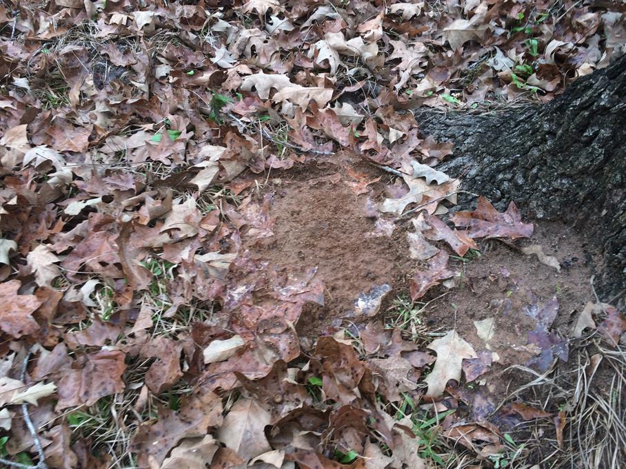 Casual Survey of Three Acres of Land Reveals 120 Fire Ant Colonies - Another