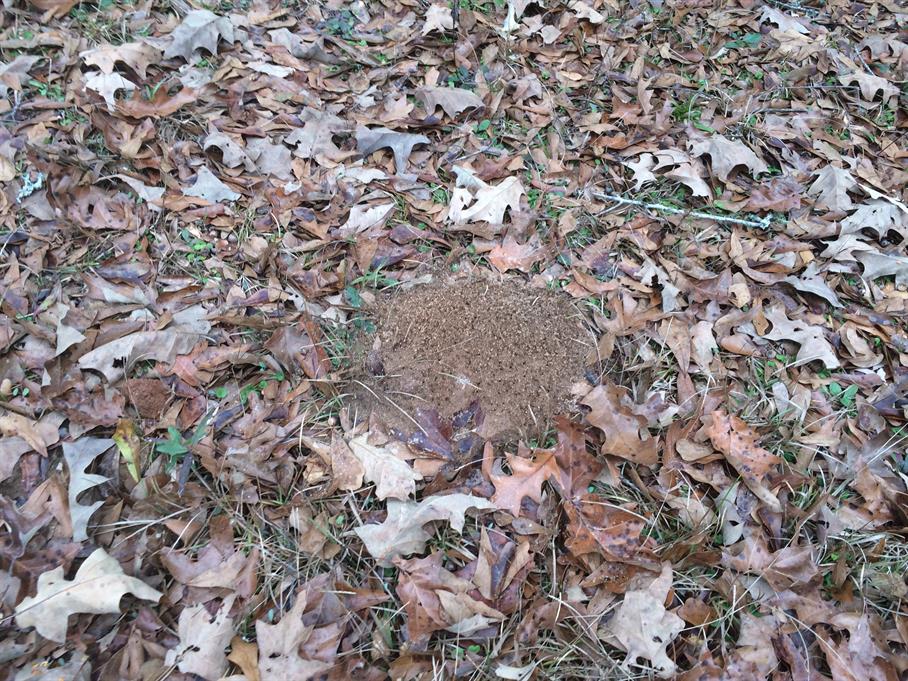 Casual Survey of Three Acres of Land Reveals 120 Fire Ant Colonies - Another