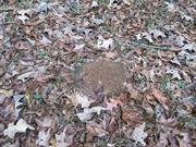 casual survey of three acres of land reveals 120 fire ant colonies - Another