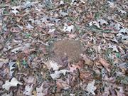 casual survey of three acres of land reveals 120 fire ant colonies - Another