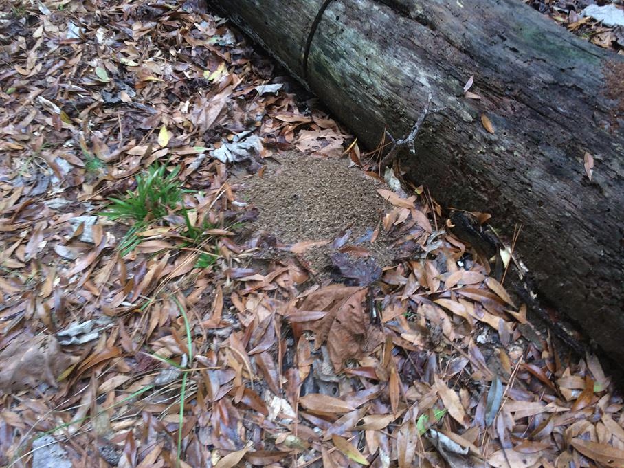 Casual Survey of Three Acres of Land Reveals 120 Fire Ant Colonies - Another