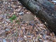 casual survey of three acres of land reveals 120 fire ant colonies - Another