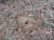 casual survey of three acres of land reveals 120 fire ant colonies - Another