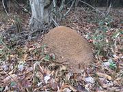 casual survey of three acres of land reveals 120 fire ant colonies - The largest ant hill I found