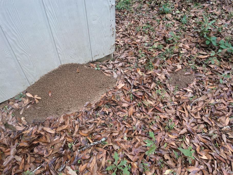 Casual Survey of Three Acres of Land Reveals 120 Fire Ant Colonies - Fire ant hill built on a storage shed.