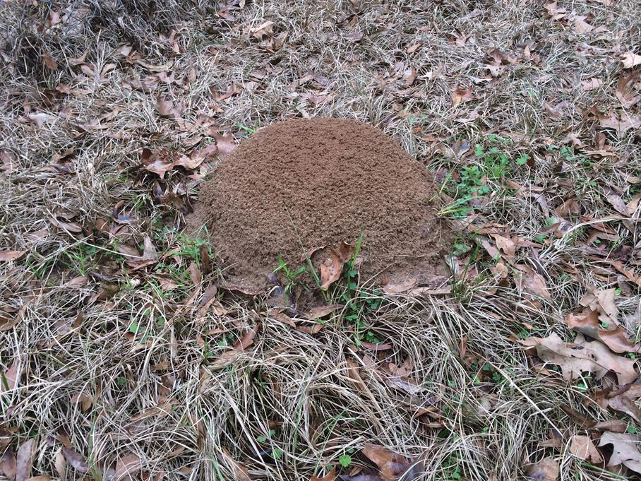 Casual Survey of Three Acres of Land Reveals 120 Fire Ant Colonies - Another