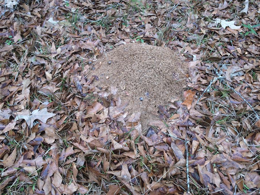 Casual Survey of Three Acres of Land Reveals 120 Fire Ant Colonies - Another