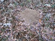 casual survey of three acres of land reveals 120 fire ant colonies - Another