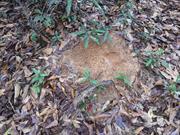 casual survey of three acres of land reveals 120 fire ant colonies - Another