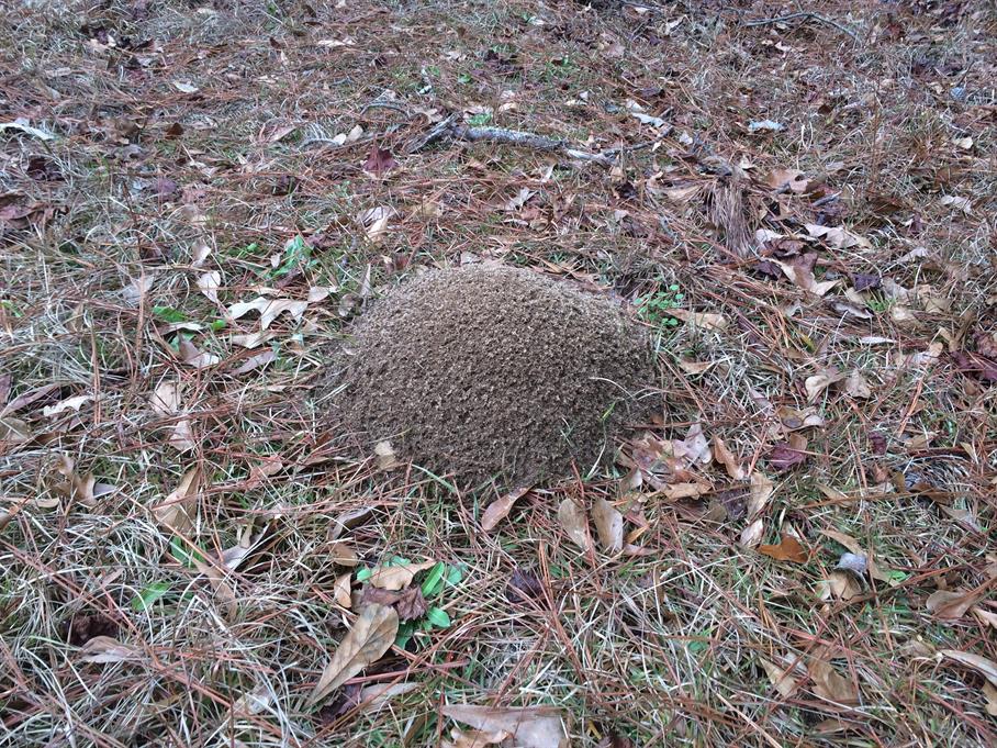 Casual Survey of Three Acres of Land Reveals 120 Fire Ant Colonies - Another