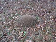 casual survey of three acres of land reveals 120 fire ant colonies - Another