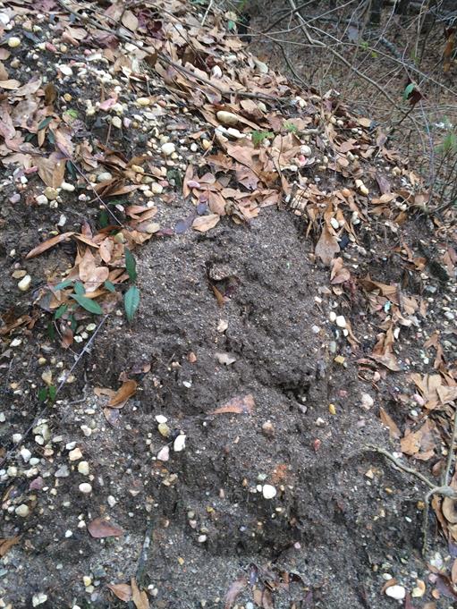 Casual Survey of Three Acres of Land Reveals 120 Fire Ant Colonies - Another