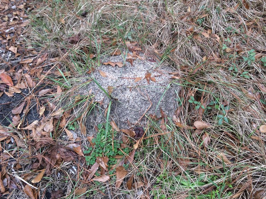 Casual Survey of Three Acres of Land Reveals 120 Fire Ant Colonies - Another