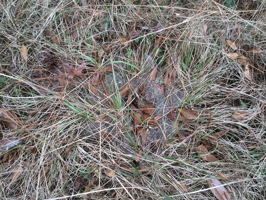 Casual Survey of Three Acres of Land Reveals 120 Fire Ant Colonies - Another