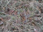 casual survey of three acres of land reveals 120 fire ant colonies - Another