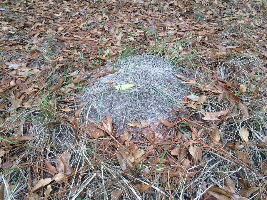 Casual Survey of Three Acres of Land Reveals 120 Fire Ant Colonies - Another