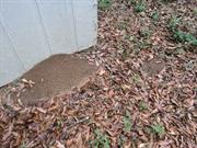 casual survey of three acres of land reveals 120 fire ant colonies - Fire ant hill built on a storage shed.