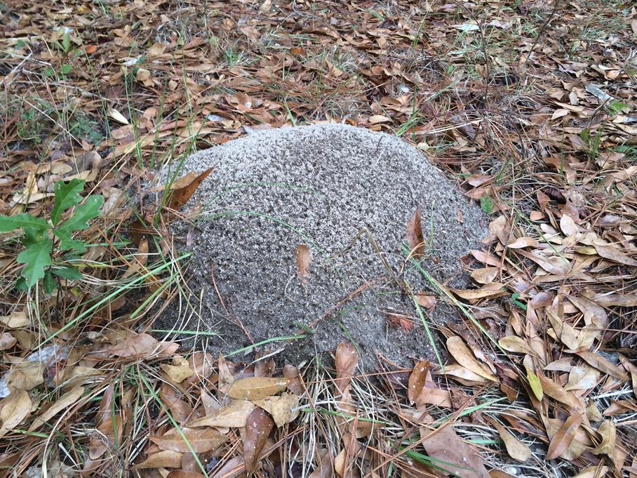 Casual Survey of Three Acres of Land Reveals 120 Fire Ant Colonies - Another