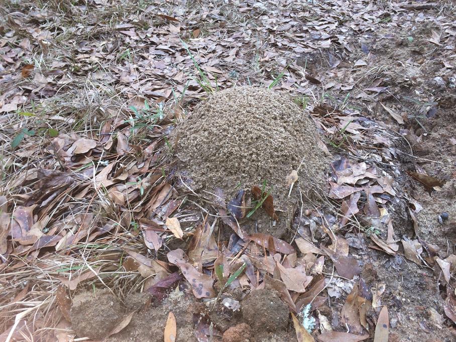 Casual Survey of Three Acres of Land Reveals 120 Fire Ant Colonies - Another