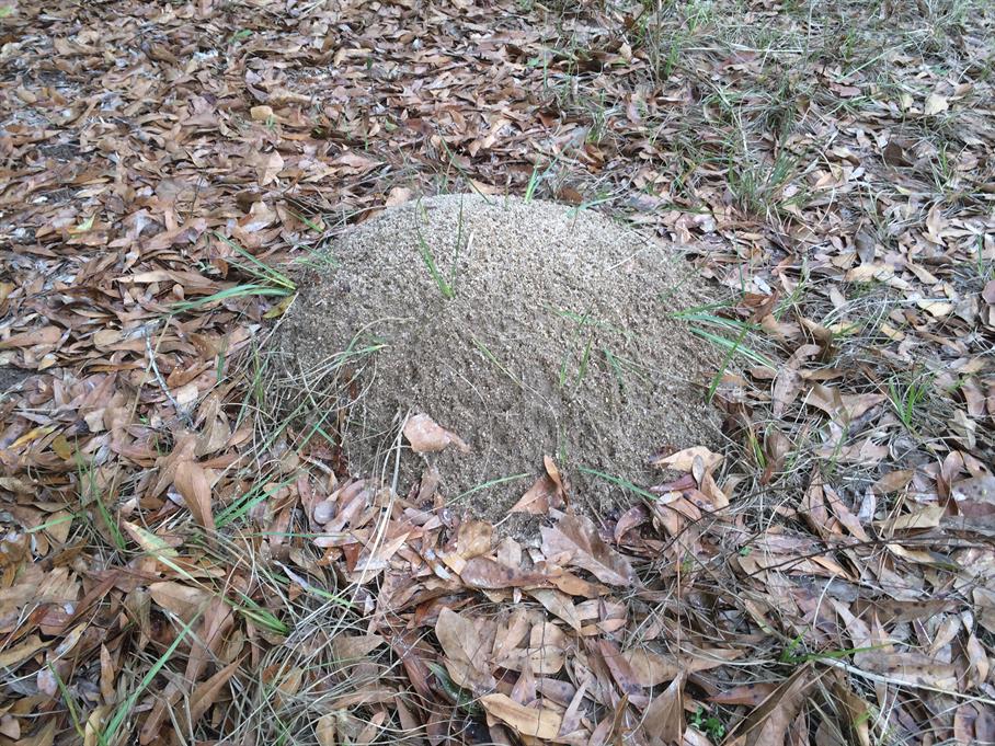 Casual Survey of Three Acres of Land Reveals 120 Fire Ant Colonies - Another