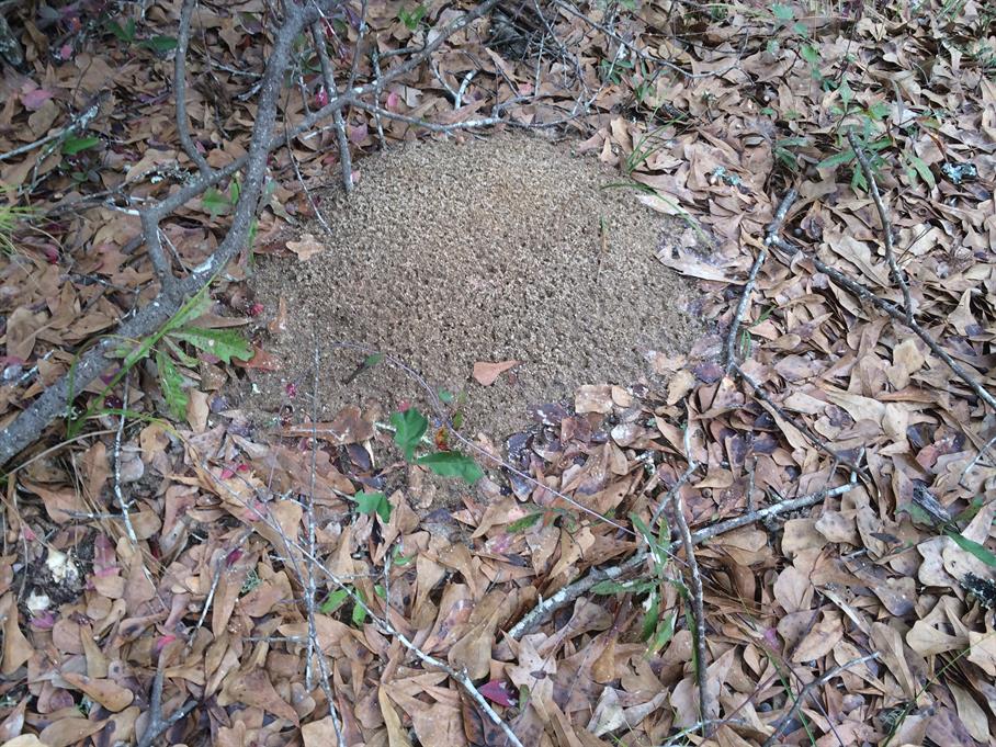 Casual Survey of Three Acres of Land Reveals 120 Fire Ant Colonies - Another