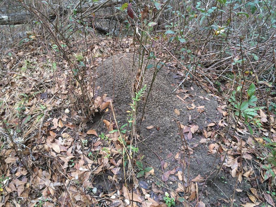 Casual Survey of Three Acres of Land Reveals 120 Fire Ant Colonies - Another