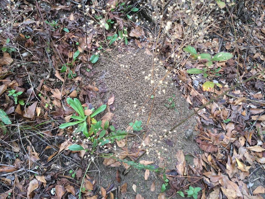 Casual Survey of Three Acres of Land Reveals 120 Fire Ant Colonies - Another