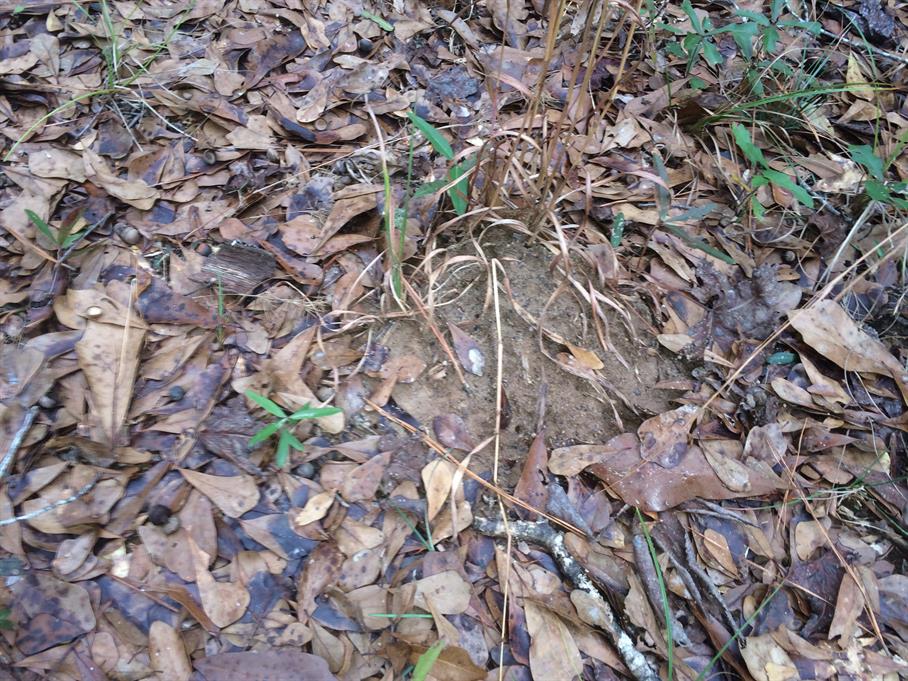 Casual Survey of Three Acres of Land Reveals 120 Fire Ant Colonies - Another