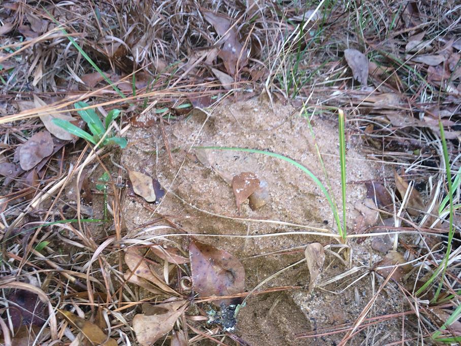 Casual Survey of Three Acres of Land Reveals 120 Fire Ant Colonies - Another