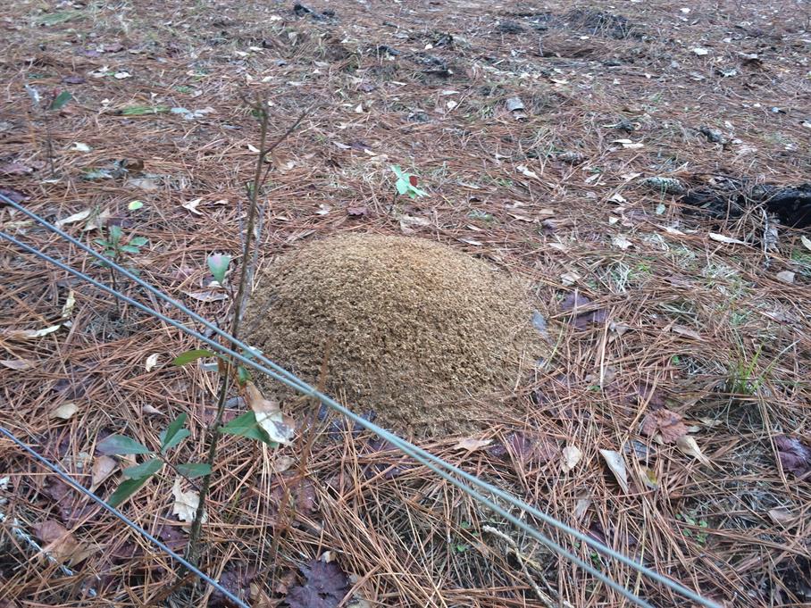 Casual Survey of Three Acres of Land Reveals 120 Fire Ant Colonies - Another