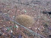 casual survey of three acres of land reveals 120 fire ant colonies - Another