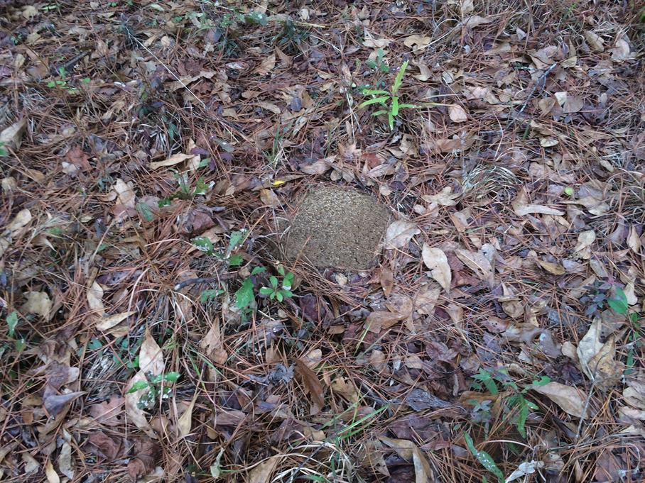 Casual Survey of Three Acres of Land Reveals 120 Fire Ant Colonies - Another