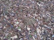 casual survey of three acres of land reveals 120 fire ant colonies - Another