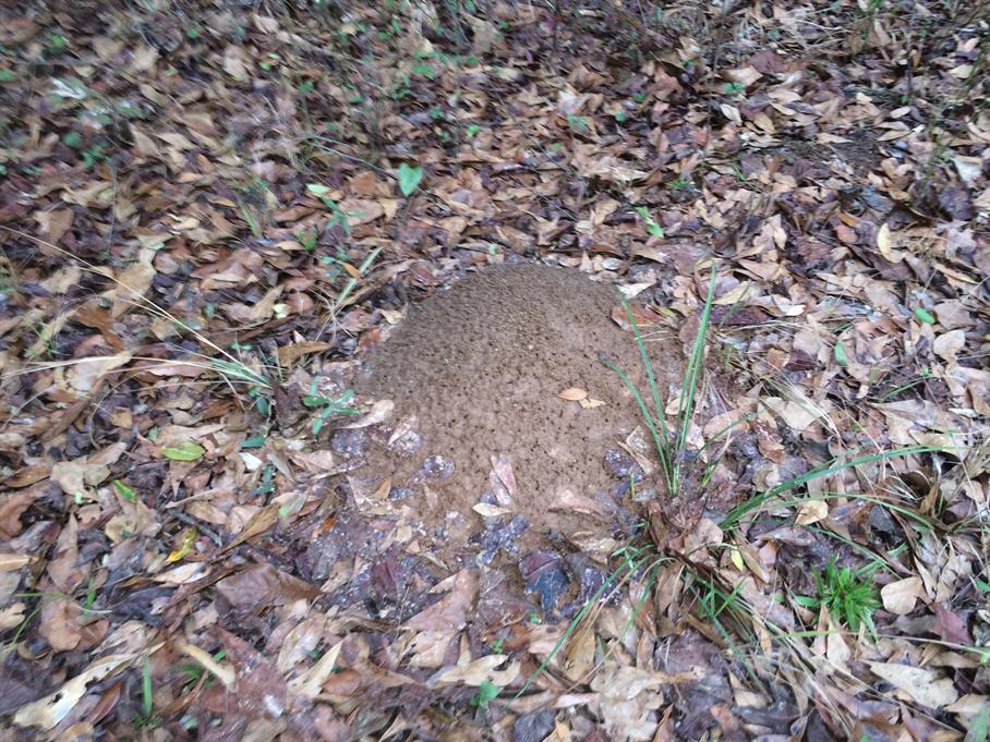 Casual Survey of Three Acres of Land Reveals 120 Fire Ant Colonies - Another