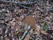 casual survey of three acres of land reveals 120 fire ant colonies - Another