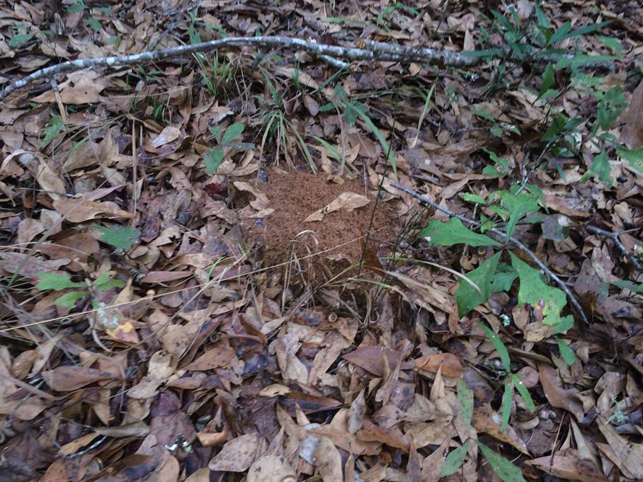 Casual Survey of Three Acres of Land Reveals 120 Fire Ant Colonies - Another