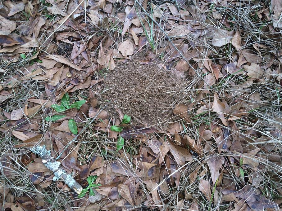 Casual Survey of Three Acres of Land Reveals 120 Fire Ant Colonies - Another