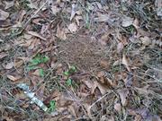 casual survey of three acres of land reveals 120 fire ant colonies - Another