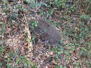 casual survey of three acres of land reveals 120 fire ant colonies - Another