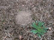 casual survey of three acres of land reveals 120 fire ant colonies - Another