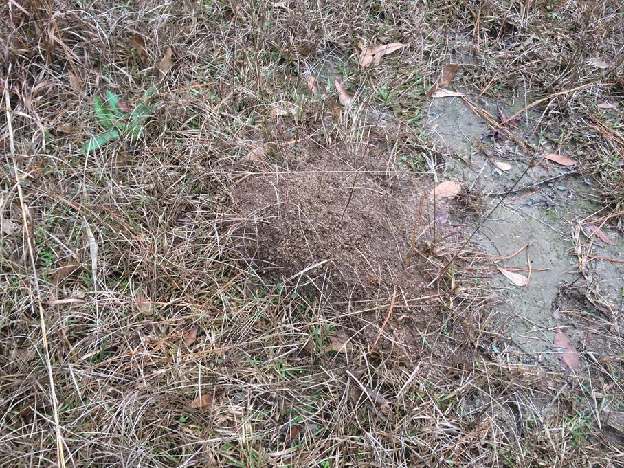 Casual Survey of Three Acres of Land Reveals 120 Fire Ant Colonies - Another