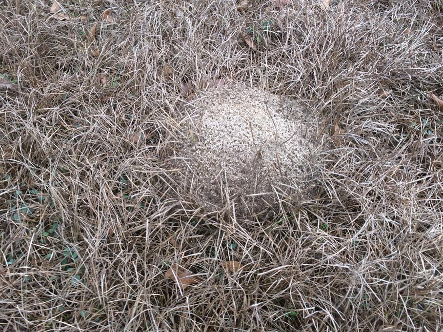 Casual Survey of Three Acres of Land Reveals 120 Fire Ant Colonies - Another