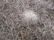 casual survey of three acres of land reveals 120 fire ant colonies - Another