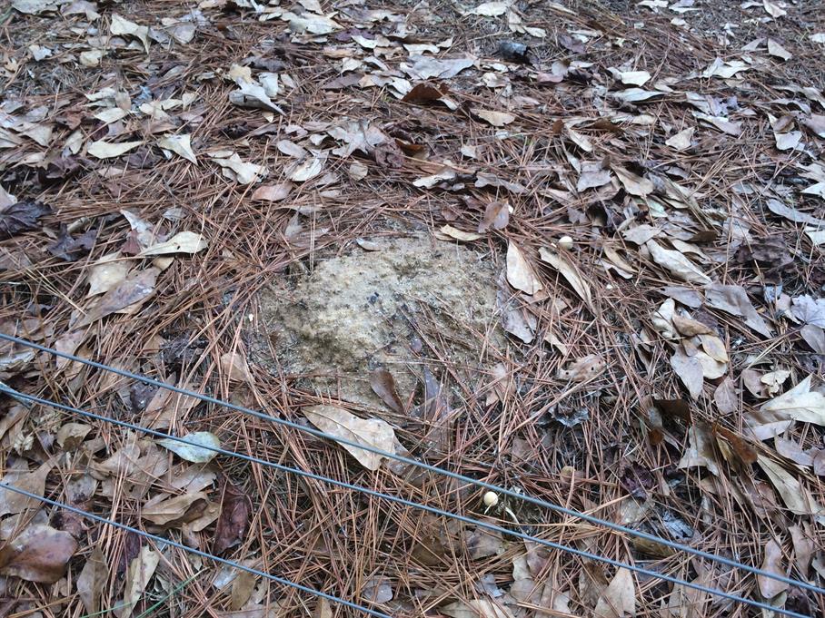 Casual Survey of Three Acres of Land Reveals 120 Fire Ant Colonies - Another