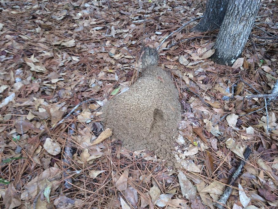 Casual Survey of Three Acres of Land Reveals 120 Fire Ant Colonies - Another